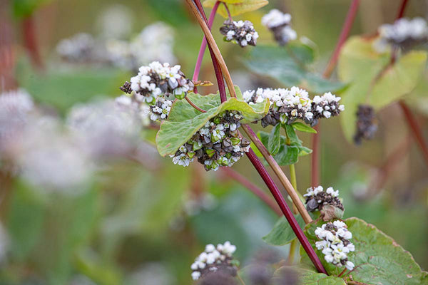 The History of Buckwheat Crêpes: From Asia to Brittany