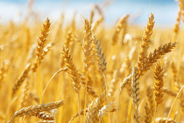 Is American Wheat Safe? A Look at the Controversies and Health Effects